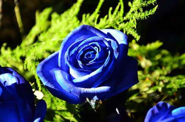 青い薔薇　花言葉　願いが叶う